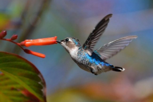 Найменші птахи - топ-16 Найменші птахи - топ-16